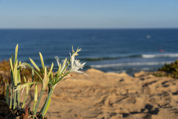 Blossoming of the lily of the Sharon flower on cliffs above the sea