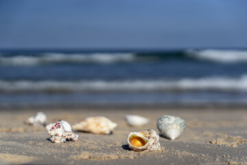 Fototapeta na wymiar Seashells scattered on a Mediterranean beach at sunrise