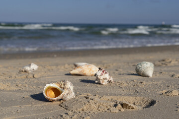 Seashells scattered on a Mediterranean beach at sunrise