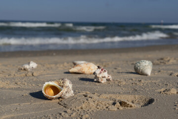Seashells scattered on a Mediterranean beach at sunrise