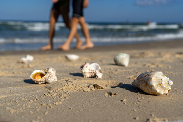 Seashells on the beach with waves