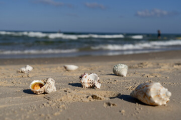 Seashells scattered on a Mediterranean beach at sunrise