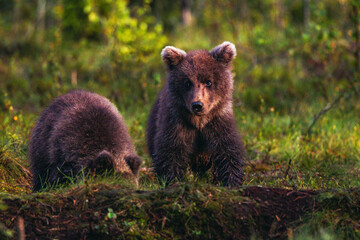 Obraz premium brown bear cub
