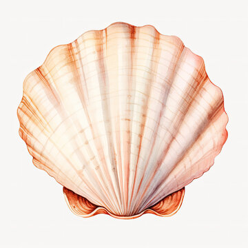 recommend clip art: Watercolor seashell Illustration, Generative Ai