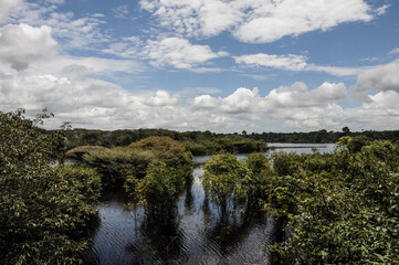 Landscape view from a boat on the Amazon