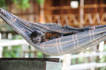 Baby monkey sleeps in a hammock in the amazon of brasil