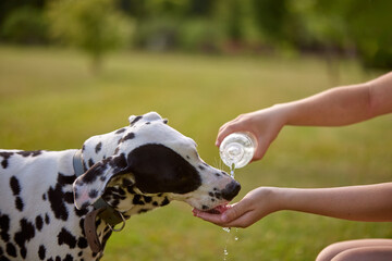 The dog drinks water from a plastic bottle. Pet owner taking care of his dalmatian on a hot sunny...