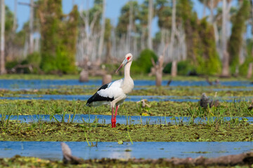 Maguari Stork, La Estrella marsh, Nature Reserve, Formosa Province, Argentina.