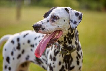 portrait of a Dalmatian dog in the park on a sunny day. dog care concept