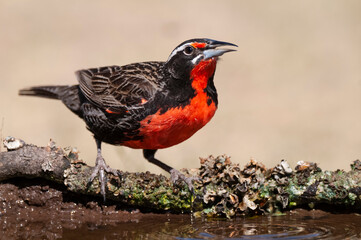 Long tailed Meadowlark, drinking in Pampas grassland environment, La Pampa Province, Patagonia, Argentina.