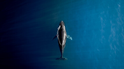 Sea & Whale