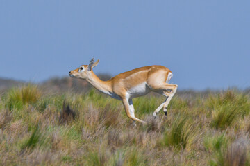 Female Blackbuck Antelope in Pampas plain environment, La Pampa province, Argentina