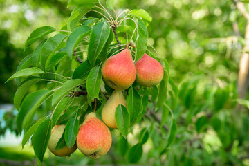Fresh juicy pears on pear tree branch. Organic pears in natural environment. Crop of pears in summer garden