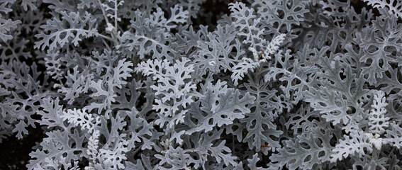 Close up of White Plants. Nature Background