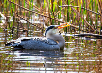 Grey Heron (Ardea cinerea) Feeding in Dublin, Ireland