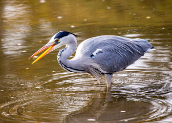 Grey Heron (Ardea cinerea) Feeding in Dublin, Ireland