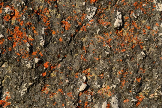 Texture of a stone with red lichens