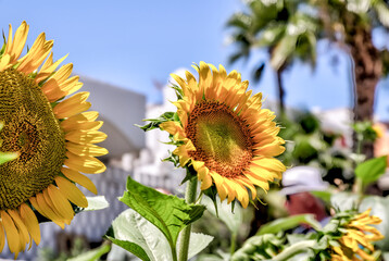 Fira, Greece - July 20, 2023: Sunflowers in the town of Fira on the island of Santorini in Greece
 - obrazy, fototapety, plakaty