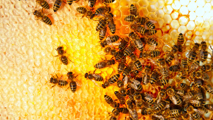 Bees Walking on Honeycomb and Carrying Honey. Macro shot of Domesticated Insect, Beekeeper and...