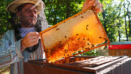 Bees Walking on Honeycomb and Carrying Honey. Domesticated Insect, Beekeeper and Farmers Life.