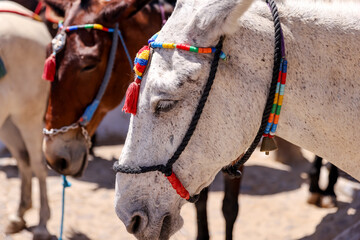 Fira, Greece - July 20, 2023: Donkeys, their riders and handlers on the seaside staircase of Fira...