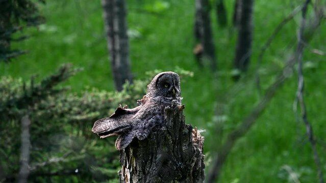 Great grey owl nest