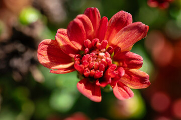 tiny fall flowers