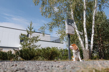 Free bags in the park for cleaning the poop after the dogs. Clean up after dog street sign. Dog toilet. Please pick up after your pet. Instructions for use. 