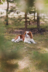 Cute Cavalier King Charles spaniel joyfully walks. Dog lies on the grass. Dog in the forest. Animal rights