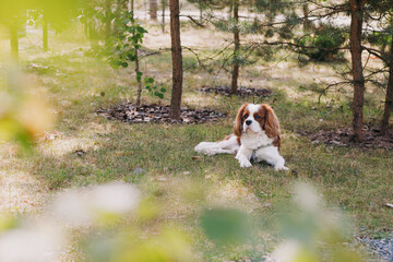 Cute Cavalier King Charles spaniel joyfully walks. Dog lies on the grass. Dog in the forest. Animal rights