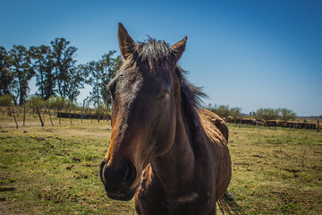 Horse standing in the field