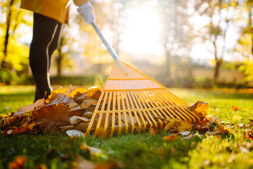 Yellow rake rakes autumn fallen leaves from a lawn in an autumn park. Using a rake to remove...
