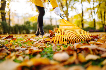 Yellow rake rakes autumn fallen leaves from a lawn in an autumn park. Using a rake to remove leaves. Concept of volunteering, seasonal gardening. Yard cleaning.