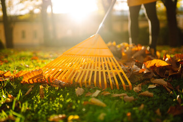 Yellow rake rakes autumn fallen leaves from a lawn in an autumn park. Using a rake to remove leaves. Concept of volunteering, seasonal gardening. Yard cleaning.