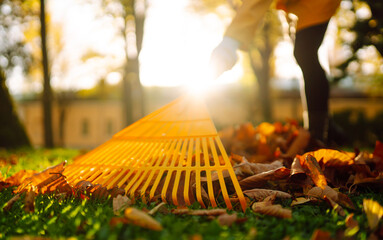 Yellow rake rakes autumn fallen leaves from a lawn in an autumn park. Using a rake to remove...