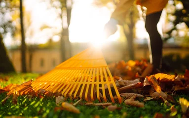  Yellow rake rakes autumn fallen leaves from a lawn in an autumn park. Using a rake to remove leaves. Concept of volunteering, seasonal gardening. Yard cleaning. © maxbelchenko