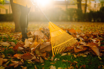 Yellow rake rakes autumn fallen leaves from a lawn in an autumn park. Using a rake to remove leaves. Concept of volunteering, seasonal gardening. Yard cleaning.