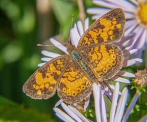 Pearl Crescent Butterfly and asters, Whitehead Preserve at Dundery Brook, Rhode Island