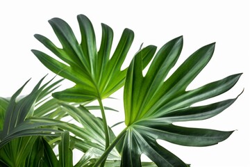 tropical plant on white background with path. Generative AI
