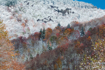 Frosty Autumn Scene in Pisgah National Forest in North Carolina - obrazy, fototapety, plakaty
