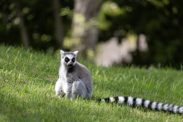 Lemur at the Bioparc, Valenica - 649466872
