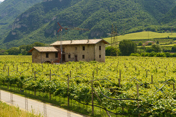 Fields with vineyards in Italy against the backdrop of mountains.