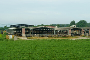Fototapeta na wymiar Rows of cattle feeding on hay at an open-air farm