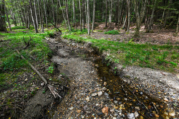 Beautiful enchanted forest and stream background in Western Massachusetts.