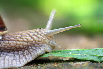 Weinbergschnecke, Makroaufnahme mit Stielaugen