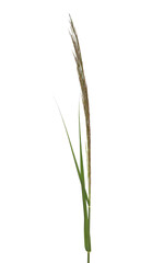 Cane, reed seeds and grass isolated on white background, clipping path - obrazy, fototapety, plakaty
