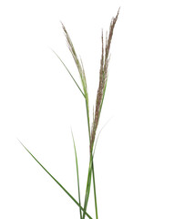 Cane, reed seeds and grass isolated on white, clipping path