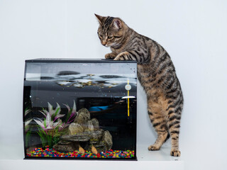 Cute tabby cat and a small fish tank. Animal natural instinct for fishing and hunting. Light wall...