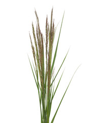 Cane, reed seeds and grass isolated on white, clipping path - obrazy, fototapety, plakaty