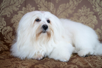 A Bichon Havanese dog taking a nap on a brown antique sofa. The dog has a long white fur.